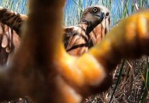 Работники аэропорта не досмотрели: «Согласие» выплатило 10,4 млн р. за попавшую в самолет птицу