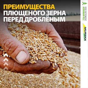 Производство кормов для сельскохозяйственных животных из зерна плющение и консервирование